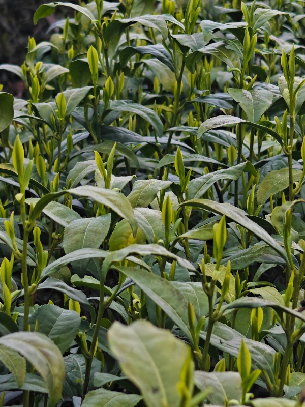 Close-up：One Bud and Two Leaves Zhongcha 108