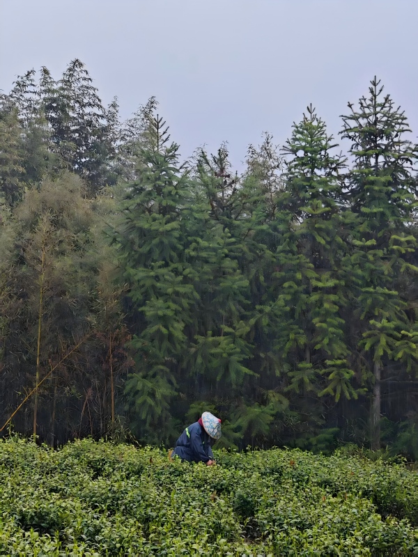 Farmers picking tea in the rain