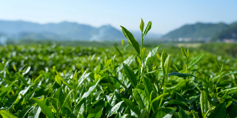 Organic matcha raw material