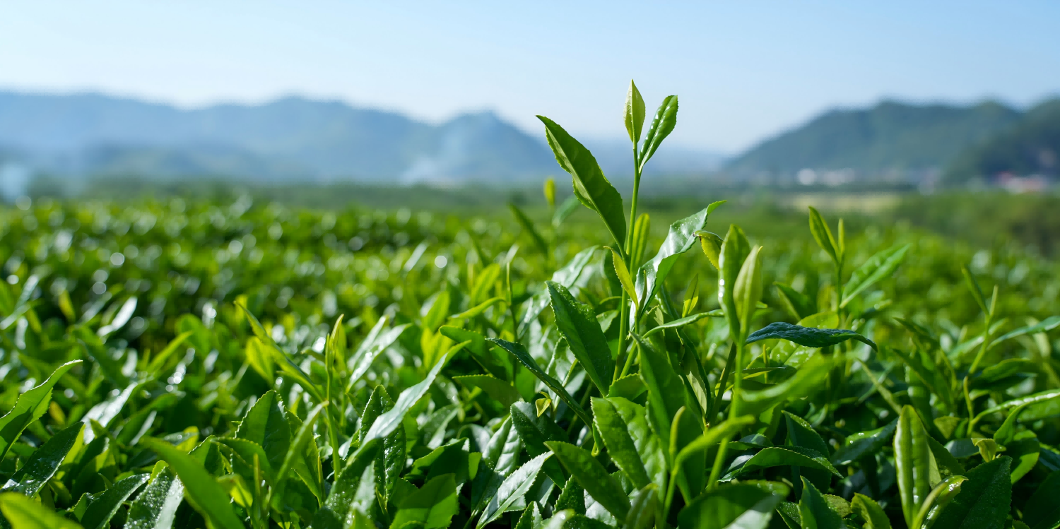 Organic matcha raw material