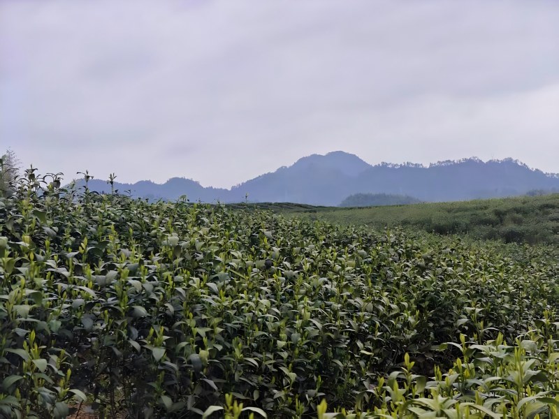 Panorama：Zhongcha 108 Before Spring Harvest
