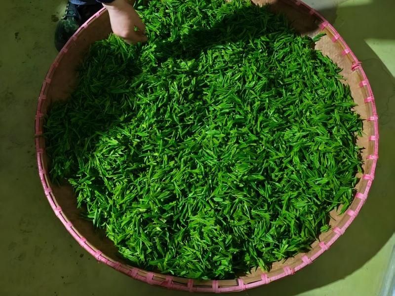 Spreading Fresh Leaves：Zhongcha 108 Process