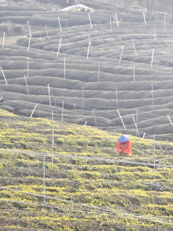 Zhiqinghe tea farmers picking green tea