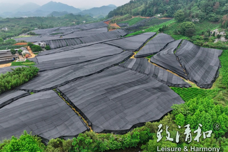 2026 High-Quality Black-Coated Matcha Green Tea Raw Material Base