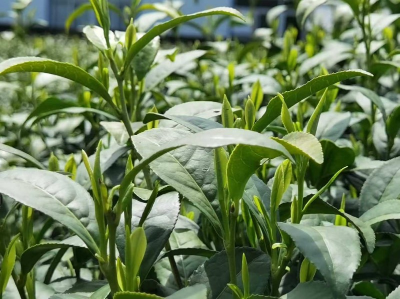 Close-up shot of Zhiqinghe spring tea