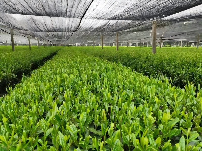 Cover the Zhiqinghe tea farm with black shade cloth