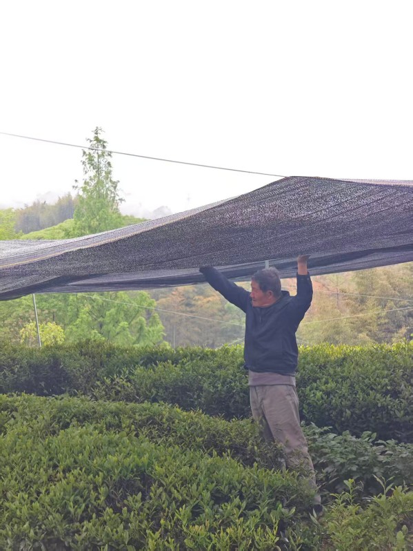 Director Yuan is doing the covering work with the tea farmers
