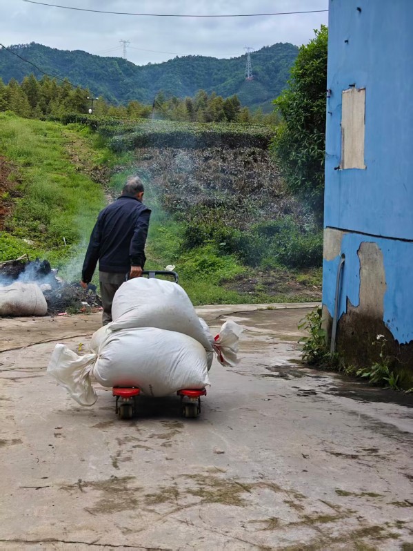 Director Yuan is transporting raw tea with a cart