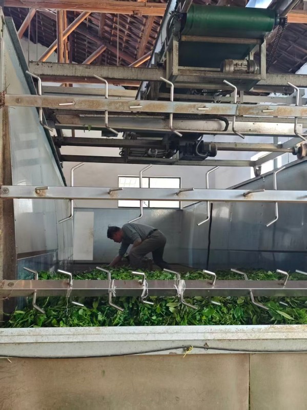 Director Yuan personally checks the fresh tea leaves