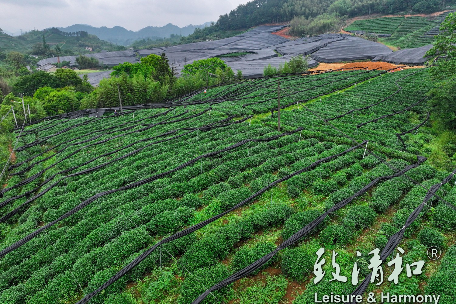 Hangzhou-Zhiqinghe-Tea-Tech-Co.Ltd.-2026-Spring-High-Quality-Matcha-Raw-Material-Base-Black-Film-Tea-Plantation