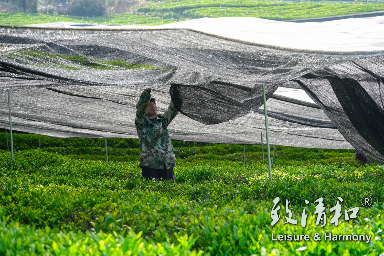 Hangzhou Zhiqinghe Tea Technology Co., Ltd. - Mulching Worker for Matcha Raw Material Base