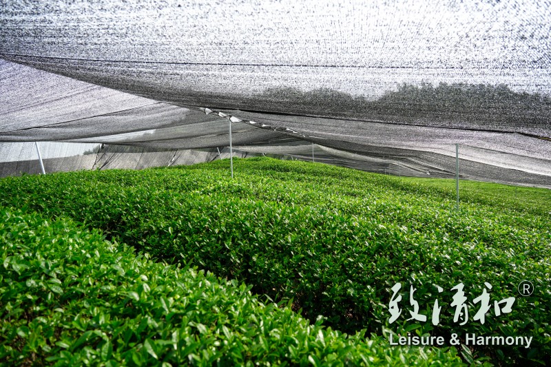 High-quality matcha raw material under laminating film