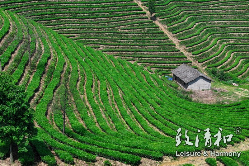 Organic tea base in spring 2026