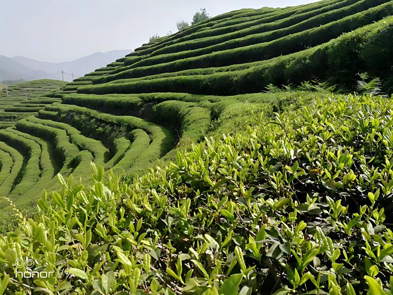 Terraced organic tea plantation backing Zhiqinghe matcha supply in Lin'an, China