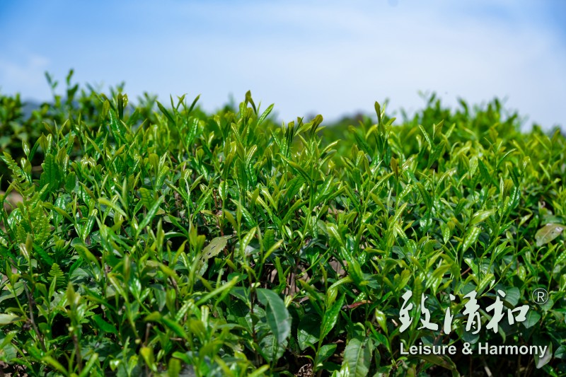 The verdant tea leaves in the spring of 2026