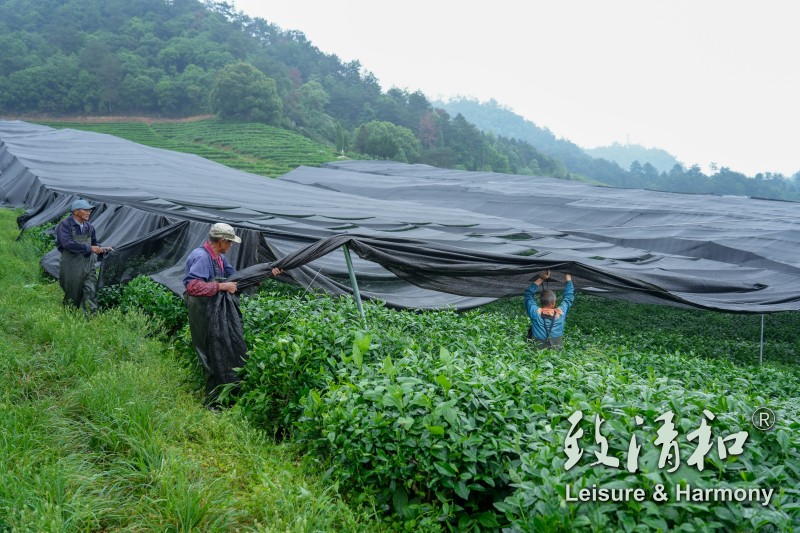 The worker is covering the high-quality matcha raw material with black film