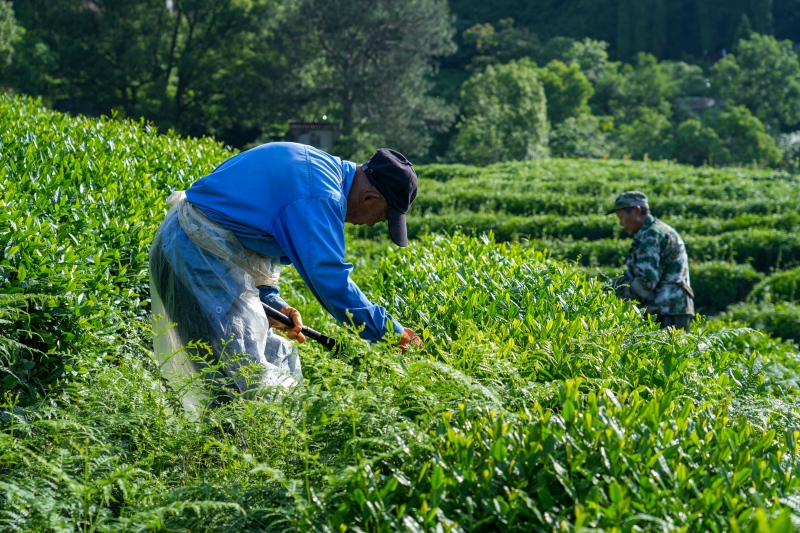Zhiqinghe tea farmers fertilizing the fields