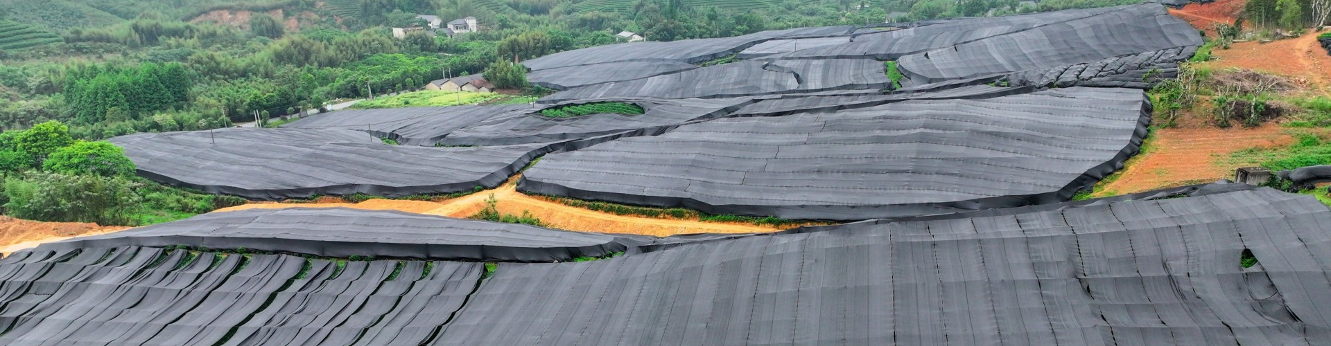 Aerial view of Zhiqinghe 133-hectare organic matcha tea gardens with shading nets, Lin'an China
