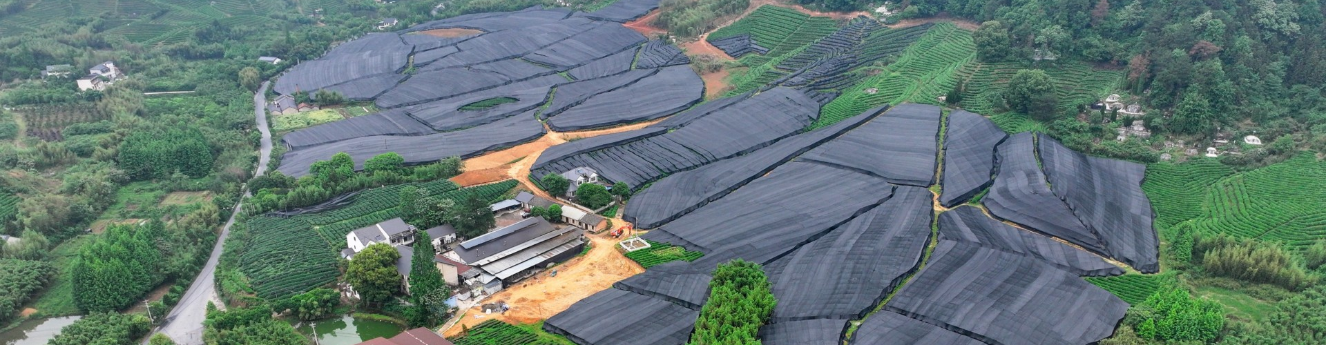 Zhiqinghe organic matcha factory and 133-hectare shaded tea plantation in Hangzhou, China