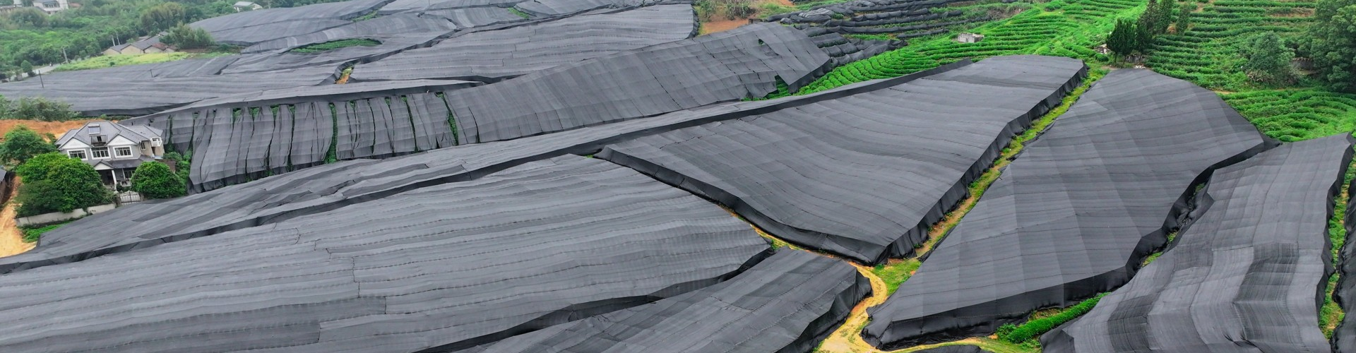 Panoramic view of Zhiqinghe 133-hectare organic matcha plantation with shading nets, Hangzhou China