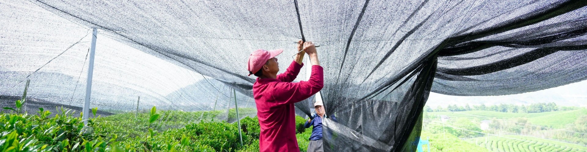 Zhiqinghe organic matcha tea garden with shade-cloth installation, 133 hectares in Lin'an, China