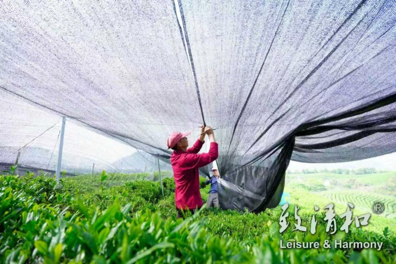 Daily Life at Zhiqinghe Tea Garden