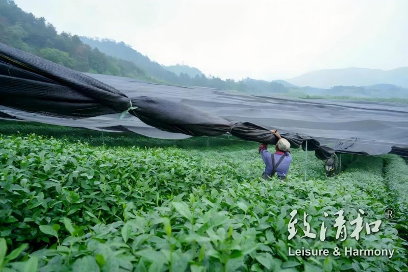 Daily care at Zhiqinghe Tea Garden