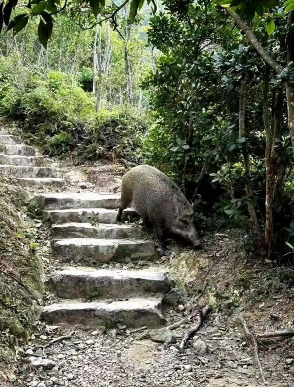 Wild boar spotted at Zhiqinghe Tea Garden
