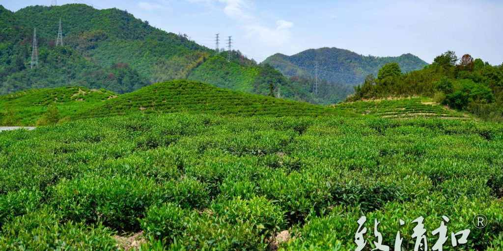 Zhiqinghe Tea Garden