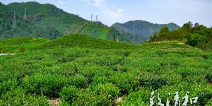 Zhiqinghe Tea Garden