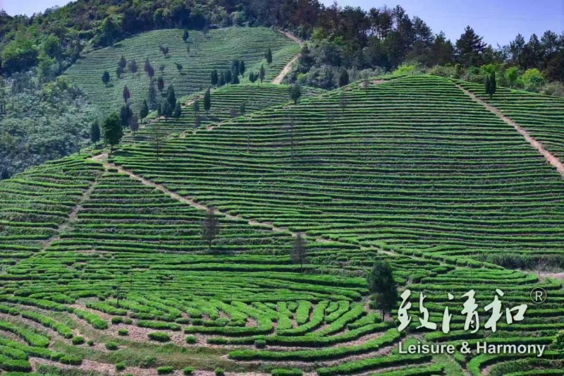 Zhiqinghe Tea Garden Actual Shot