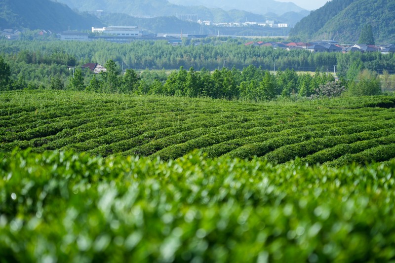 Morning at Qinghe Tea Garden