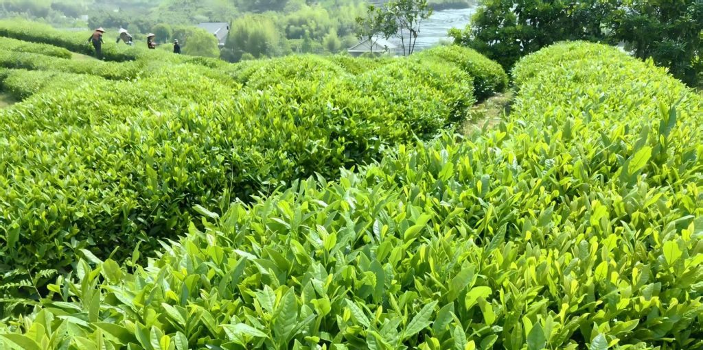 Tianmu Qingding Tea Garden