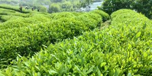 Tianmu Qingding Tea Garden