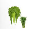 Barley Grass Flavour Matcha Powder Barley Grass Flavour Matcha Powder