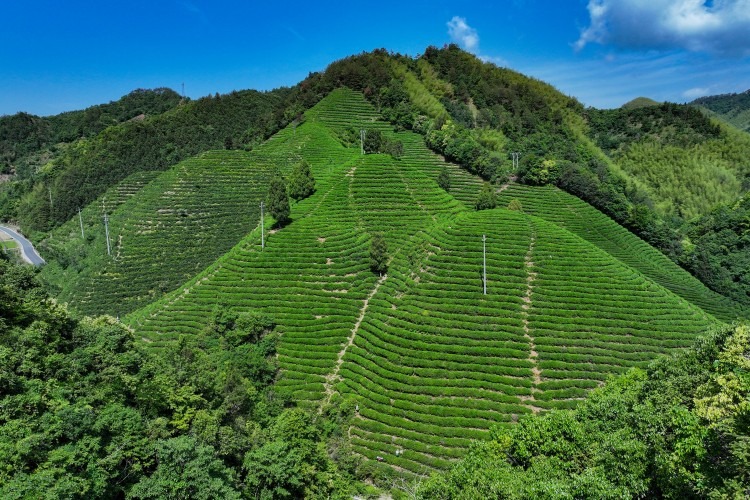 ZhiQinghe Tea Garden